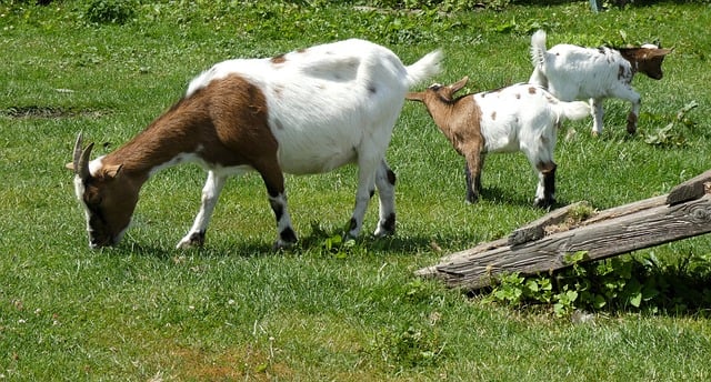 Free download goats kids nature mammals grass free picture to be edited with GIMP free online image editor