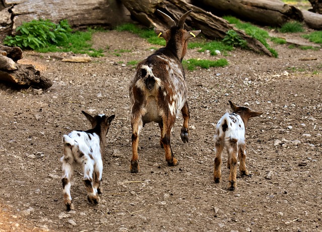 Free download goats mom young animals playful free picture to be edited with GIMP free online image editor