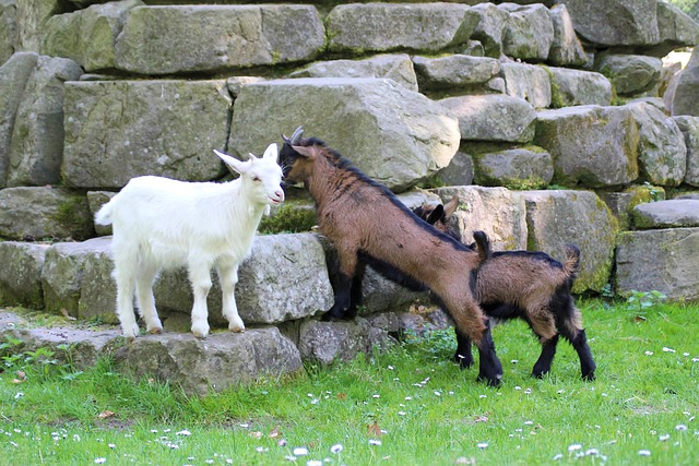 Бесплатно скачать козы горные козы сельскохозяйственные животные бесплатное изображение для редактирования в GIMP бесплатный онлайн-редактор изображений