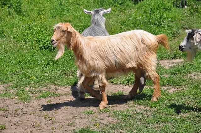 Безкоштовно завантажте Goats Pasture Attitude — безкоштовну фотографію чи зображення для редагування за допомогою онлайн-редактора зображень GIMP