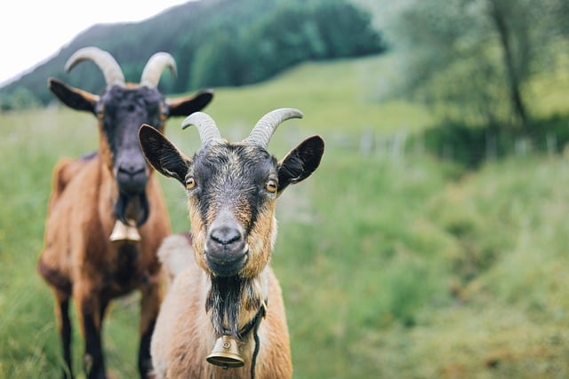 Free download goats pasture bell jar farm animal free picture to be edited with GIMP free online image editor