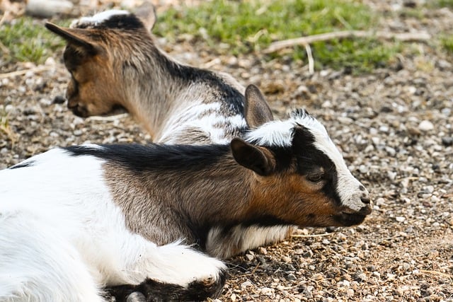 Free download goats small young nature farm yard free picture to be edited with GIMP free online image editor