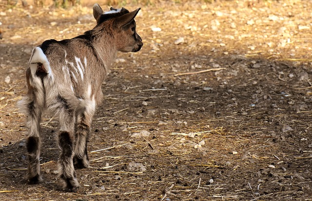 Free download goat young animals playful romp free picture to be edited with GIMP free online image editor