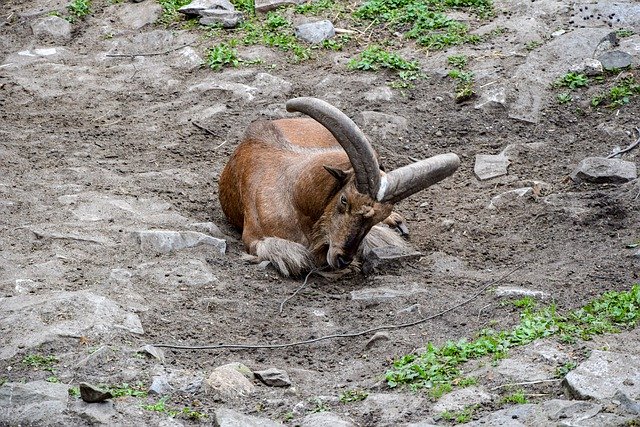 Скачать бесплатно Goat Zoo Animal - бесплатное фото или изображение для редактирования с помощью онлайн-редактора изображений GIMP