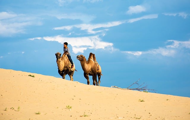 Free download gobi dunes nature camels mongolia free picture to be edited with GIMP free online image editor