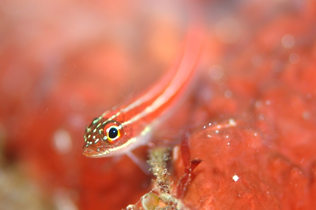 Free download goby aquatic animals sea diving free picture to be edited with GIMP free online image editor