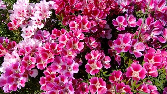 Free download Godetia Flowers Summer -  free photo or picture to be edited with GIMP online image editor
