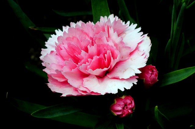 Téléchargement gratuit de Gożdzik Flower Colored - photo ou image gratuite à éditer avec l'éditeur d'images en ligne GIMP