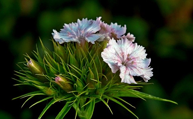 Free download Gożdzik Stone Flower Closeup -  free photo or picture to be edited with GIMP online image editor