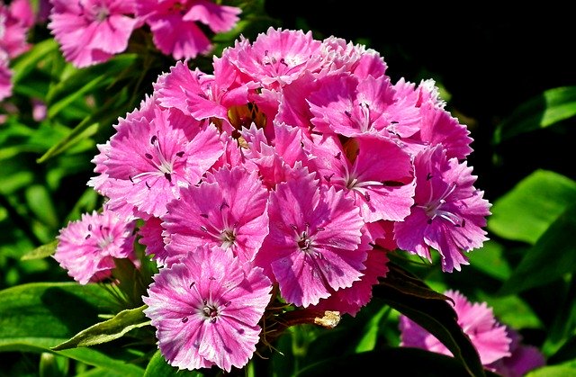 Muat turun percuma Gożdzik Stone Flower Pink - foto atau gambar percuma untuk diedit dengan editor imej dalam talian GIMP