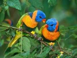 Free download Goe Birds free photo or picture to be edited with GIMP online image editor