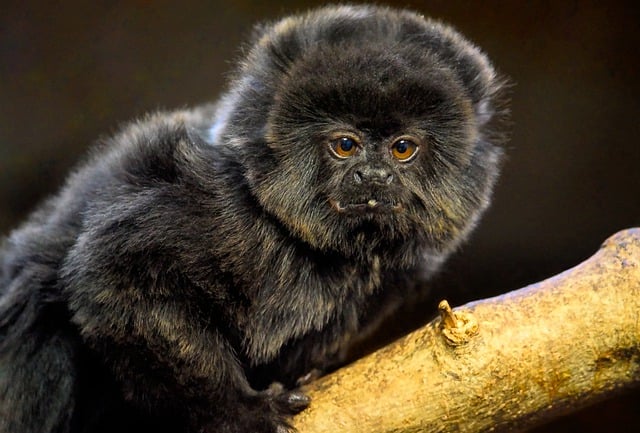 Descărcare gratuită a maimuței lui goeldi marmoset a lui goeldi poza gratuită pentru a fi editată cu editorul de imagini online gratuit GIMP