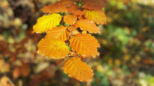 Free download goes away autumn nature macro free picture to be edited with GIMP free online image editor