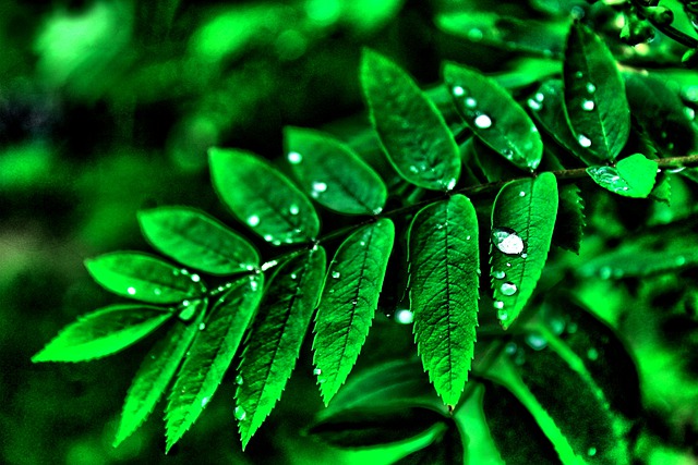 Free download goes away plants dew wet dew drops free picture to be edited with GIMP free online image editor