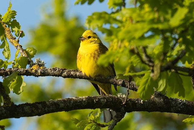 دانلود رایگان Goldammer Bird Songbird - عکس یا تصویر رایگان قابل ویرایش با ویرایشگر تصویر آنلاین GIMP