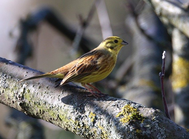 Free download Goldammer Bird Tree -  free photo or picture to be edited with GIMP online image editor