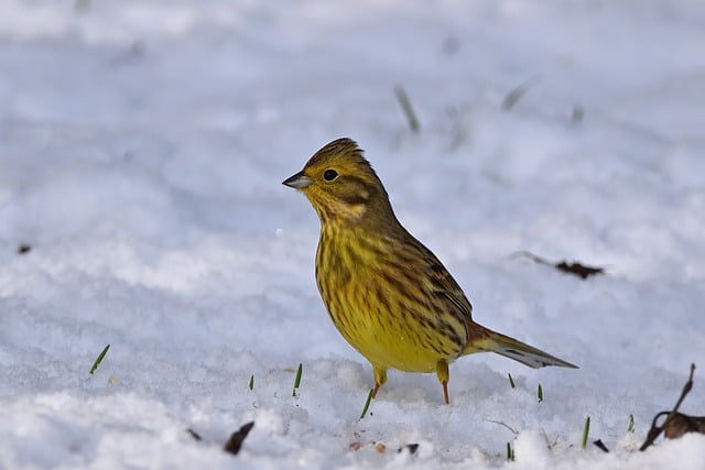 Free download goldammer songbird winter snow free picture to be edited with GIMP free online image editor