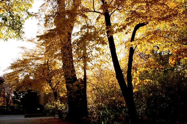 Descărcare gratuită Gold Autumn Foliage - fotografie sau imagini gratuite pentru a fi editate cu editorul de imagini online GIMP