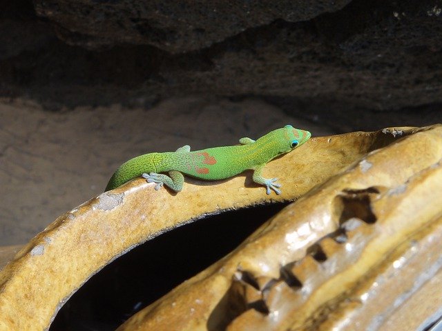Descarga gratuita Gold Dust Day Gecko Hawaii - foto o imagen gratuita para editar con el editor de imágenes en línea GIMP