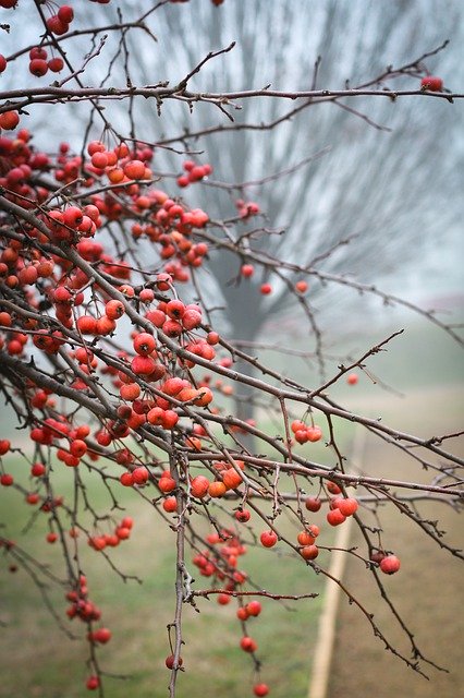 Golden Apple Winter Berry を無料ダウンロード - GIMP オンライン画像エディターで編集できる無料の写真または画像