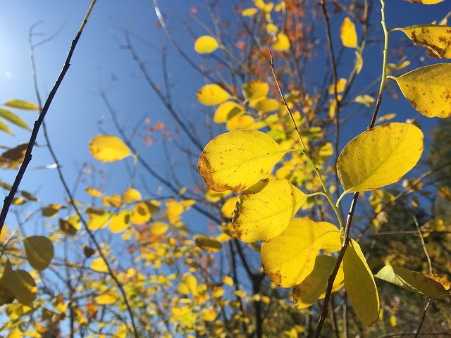 Free download Golden Autumn Leaves -  free photo or picture to be edited with GIMP online image editor