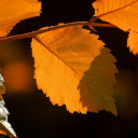 Golden autumn sunshine  screen for extension Chrome web store in OffiDocs Chromium