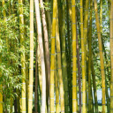 Golden Bamboo Forest  screen for extension Chrome web store in OffiDocs Chromium