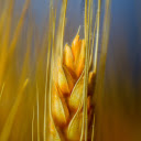 Golden Barley  screen for extension Chrome web store in OffiDocs Chromium