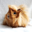 Golden brown mouse  screen for extension Chrome web store in OffiDocs Chromium