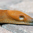 Golden Brown Snail  screen for extension Chrome web store in OffiDocs Chromium