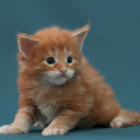 Golden cat  screen for extension Chrome web store in OffiDocs Chromium