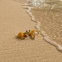 Golden crab wallpaper in the sand  screen for extension Chrome web store in OffiDocs Chromium