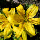 Golden cup and ants  screen for extension Chrome web store in OffiDocs Chromium Golden cup and ants  screen for extension Chrome web store in OffiDocs Chromium