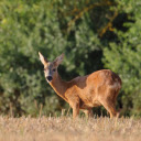Golden deer on dry grass field  screen for extension Chrome web store in OffiDocs Chromium