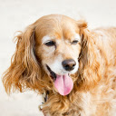 Golden dog with fuzzy ears  screen for extension Chrome web store in OffiDocs Chromium Golden dog with fuzzy ears  screen for extension Chrome web store in OffiDocs Chromium