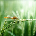 Golden dragonfly  screen for extension Chrome web store in OffiDocs Chromium