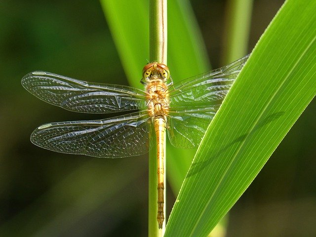 Free picture Golden Dragonfly Sympetrum -  to be edited by GIMP free image editor by OffiDocs