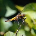 Golden dragonfly with black tail  screen for extension Chrome web store in OffiDocs Chromium