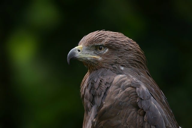 Free download golden eagle eagle bird nature free picture to be edited with GIMP free online image editor