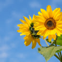 Golden Faces, Skys Azure Canvas  screen for extension Chrome web store in OffiDocs Chromium