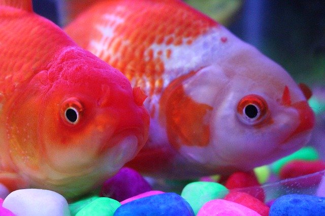 Free download Golden Fish Aquarium -  free photo or picture to be edited with GIMP online image editor