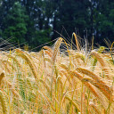 Golden food  screen for extension Chrome web store in OffiDocs Chromium