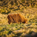 Golden goat and grassland  screen for extension Chrome web store in OffiDocs Chromium