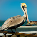 Golden headed Pelican  screen for extension Chrome web store in OffiDocs Chromium