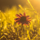 Golden Hour Bloom  screen for extension Chrome web store in OffiDocs Chromium