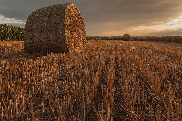 Descarga gratuita de cereales Golden Hour Straw Bales - foto o imagen gratuita para editar con el editor de imágenes en línea GIMP