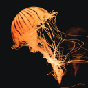 Golden jellyfish  screen for extension Chrome web store in OffiDocs Chromium