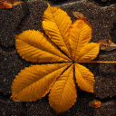 golden leaf  screen for extension Chrome web store in OffiDocs Chromium