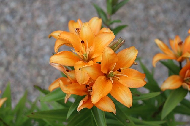 Descarga gratuita Golden Lilies Flower - foto o imagen gratis para editar con el editor de imágenes en línea GIMP