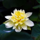 Golden lotus  screen for extension Chrome web store in OffiDocs Chromium